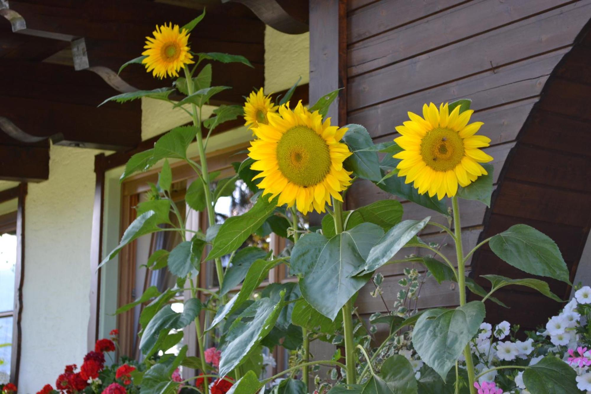 Haus Thurner Wagrain Esterno foto